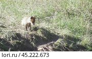 Маленький лисенок ( Vulpes vulpes ) около своей норы. Стоковое видео, видеограф Александр Мамонтов / Фотобанк Лори