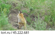 Маленький лисенок ( Vulpes vulpes ) около своей норы. Стоковое видео, видеограф Александр Мамонтов / Фотобанк Лори