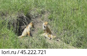 Маленькие лисята ( Vulpes vulpes ) около своей норы. Стоковое видео, видеограф Александр Мамонтов / Фотобанк Лори