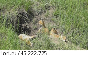 Маленькие лисята ( Vulpes vulpes ) около своей норы. Стоковое видео, видеограф Александр Мамонтов / Фотобанк Лори