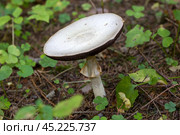Шампиньон перелесковый (Agaricus silvicola) Стоковое фото, фотограф Ирина Яровая / Фотобанк Лори
