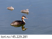 Wild waterfowl (Podiceps cristatus) with little chicks close-up. Стоковое фото, фотограф Татьяна Ляпи / Фотобанк Лори