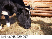 A cow eats hay on a farm. Стоковое фото, фотограф Виктория Тельминова / Фотобанк Лори