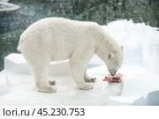A polar bear (Ursus maritimus) eats a piece of meat in captivity. Стоковое фото, фотограф Photojuli / Фотобанк Лори