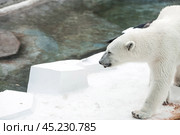 Portrait of a polar bear (Ursus maritimus) in captivity at the zoo. Стоковое фото, фотограф Photojuli / Фотобанк Лори