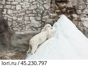 A polar bear (Ursus maritimus) eats a piece of meat in captivity. Стоковое фото, фотограф Photojuli / Фотобанк Лори