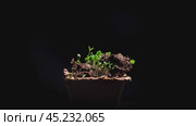 Первые зеленые ростки прорастают из земли. Time-lapse 4К. Стоковое видео, видеограф Сергей Егоров / Фотобанк Лори