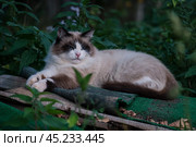 Кот породы  регдолл . Стоковое фото, фотограф glokaya_kuzdra / Фотобанк Лори