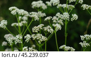 The cow parsley, Anthriscus sylvestris, is an umbelliferous plant. The wild chervil grow in meadow. Kupyr on a summer day, close-up, side view. White flowers on a green background. Стоковое видео, видеограф Марина Демидюк / Фотобанк Лори