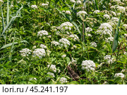 Луговая цветущая трава летом. Стоковое фото, фотограф Алёшина Оксана / Фотобанк Лори