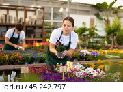 Female worker changes arrangement of pots with armeria and improves appearance of window. Стоковое фото, фотограф Яков Филимонов / Фотобанк Лори