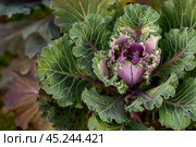 Autumn flowers. Decorative cauliflower in the garden. Autumn, sunny natural background with decorative cabbage. Стоковое фото, фотограф Photojuli / Фотобанк Лори