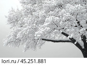 Tree completely covered with snow. The tree branches are buried in a thick layer of white snow, creating the impression of a fluffy blanket. The background is monochromatic and light, which emphasizes the contrast between the dark trunk of the tree and the whiteness of the snow. The photo conveys a sense of calm and winter silence. Стоковое AI-изображение, AI-художник Анна Кривицкая / Фотобанк Лори