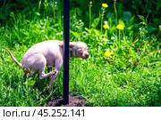 A bald Chihuahua relieves herself and squints sarcastically. Стоковое фото, фотограф Татьяна Степанищева / Фотобанк Лори