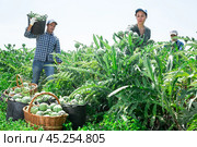 Asian woman plantation worker picking artichokes on vegetable field. Стоковое фото, фотограф Яков Филимонов / Фотобанк Лори
