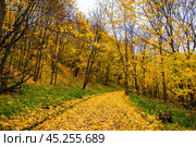 Дорожка в парке усыпана желтыми кленовыми листьями. Стоковое фото, фотограф Илья Старков / Фотобанк Лори