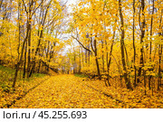 Дорожка в парке усыпана желтыми кленовыми листьями. Стоковое фото, фотограф Илья Старков / Фотобанк Лори