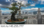 A dwarf bonsai tree grows in a pot next to the carved stone fence of the temple. Intricately twisted branches against a blue sky and clouds. Skyscrapers, city buildings in the distance. Malaysia. (2023 год). Стоковое фото, фотограф Вера Ивановна Кубарева / Фотобанк Лори