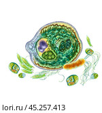 Microbes and bacteria under a microscope. Close-up illustration of microorganisms. Unicellular for use in medical and scientific purposes. For the design of hygiene products and disease prevention. Стоковая иллюстрация, иллюстратор Larisa Hamukova / Фотобанк Лори