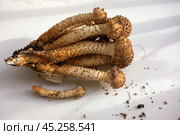 Собранные осенние опята на белом фоне с тенями. Королевский опёнок./ Collected autumn honey mushrooms on a white background with shadows. Royal honey fungus. Стоковое фото, фотограф Iva Noel / Фотобанк Лори