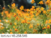 Купальница китайская (Trollius chinеnsis) цветет на лугу в Приморском крае. Стоковое фото, фотограф Римма Тельнова / Фотобанк Лори