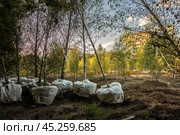 Лиственные деревья перед посадкой. Крупные саженцы взрослых берез с корневой системой, завернутые в мешковину./ Seedlings of birch trees before planting. City improvement, landscaping. (2024 год). Стоковое фото, фотограф Iva Noel / Фотобанк Лори