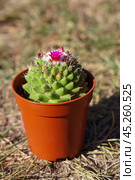 Кактус маммиллярия Толука (Mammillaria Toluca) растет в маленьком коричневом горшочке. Стоковое фото, фотограф Евгения Золкина / Фотобанк Лори
