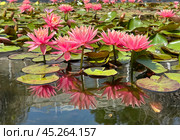 Blooming nymphea closeup (Lat. - nymphaea) Стоковое фото, фотограф Irina Opachevsky / Фотобанк Лори