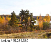 Осенний пейзаж - сосны и берёзы. Стоковое фото, фотограф Елена Павлова / Фотобанк Лори
