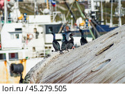 Бакланы, старые полуутопленные, полузатонувшие корабли у морского рыбного порта в бухте Нагаева, Охотское море ( Магадан ) Стоковое фото, фотограф Павел Просянов / Фотобанк Лори