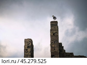 Морская чайка, на фоне облачного неба, на руинах Советской архитектуры времен Развитого социализма. Побережье охотского моря ( бухта Нагаева,  Магадан ) Стоковое фото, фотограф Павел Просянов / Фотобанк Лори