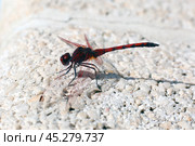 Стрекоза Trithemis arteriosa. Стоковое фото, фотограф Александр Тарасенков / Фотобанк Лори