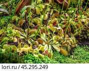 Dionaea, iconic Venus flytrap. vivid colors, and carnivorous nature, this photo is perfect for botanical enthusiasts and horticultural projects. closeup view intricate details fascinating plant. Стоковое фото, фотограф Павел Муравьев / Фотобанк Лори