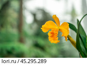 Tropical yellow orchids. orchids bloom. intricate details of petals and surrounding foliage biodiversity and natural wonder. vibrant testament to beauty of tropical flora in native environment. Стоковое фото, фотограф Павел Муравьев / Фотобанк Лори