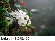 Tropical white orchids thrive in lush rainforest habitat, showcasing vibrant colors and delicate petals. exotic flowers bloom rich foliage, creating breathtaking scene of natural beauty. Стоковое фото, фотограф Павел Муравьев / Фотобанк Лори