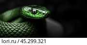 A green snake on a black background with free space for text. Стоковое AI-изображение, AI-художник Елена Зубкова / Фотобанк Лори