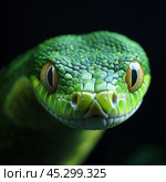 A green snake on a black background. Стоковое AI-изображение, AI-художник Елена Зубкова / Фотобанк Лори