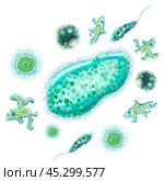 Unicellular bacteria and microorganisms. Color illustration of protozoa. Design of antibacterial agents, antiseptics and antibiotics. For printing of educational and medical books, manuals, posters. Стоковая иллюстрация, иллюстратор Larisa Hamukova / Фотобанк Лори