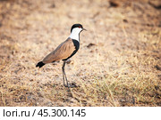 Spur-winged lapwing. Стоковое фото, фотограф Art Konovalov / Фотобанк Лори