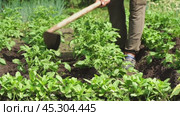 a man in a garden plot working with a potato hiller. Стоковое видео, видеограф Igor Skripachev / Фотобанк Лори