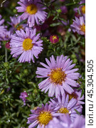 The aster perennial in the morning after the first frost in the garden. Astra (lat. Aster) is a genus of herbaceous plants of the Asteraceae family (Asteraceae). November 3, 2024. Стоковое фото, фотограф Андрей Жигальцов / Фотобанк Лори
