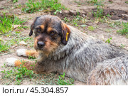 A grey stray dog with a brown muzzle and a tag in its ear. A castrated young bitch. Стоковое фото, фотограф Коханова Наталья / Фотобанк Лори