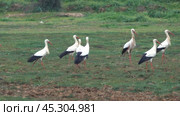 A flock of white storks resting in the fields. Стоковое видео, видеограф Михаил Коханчиков / Фотобанк Лори