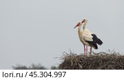 White storks in the nest, Стоковое видео, видеограф Михаил Коханчиков / Фотобанк Лори
