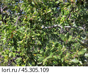 Дуб пушистый (Quercus pubescens) Стоковое фото, фотограф Татьяна Т / Фотобанк Лори