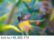 Aquarist, aqua fish. Poecilia,   Mollienesia is a genus of fish of the family of viviparous fishtooths (Peciliaceae), widespread among aquarists around the world. Стоковое фото, фотограф Evgenii Predibailo / Фотобанк Лори