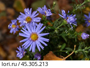 The aster perennial in the morning after the first frost in the garden. Astra (lat. Aster) is a genus of herbaceous plants of the Asteraceae family (Asteraceae). November 3, 2024. Стоковое фото, фотограф Андрей Жигальцов / Фотобанк Лори