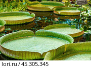 Гигантские листья кувшинки Виктория амазонская (лат. Victoria amazonica), или виктория регия, - одной из самых крупных кувшинок в мире. Стоковое фото, фотограф Лариса Гордеева / Фотобанк Лори