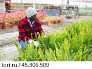 Farm worker choosing nephrolepis in pot in greenhouse. Стоковое фото, фотограф Яков Филимонов / Фотобанк Лори