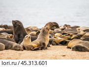 Капские морские котики (Arctocephalus pusillus) лежат на песке на фоне Атлантического океана. Большая колония котиков на берегах Намибии. (2015 год). Стоковое фото, фотограф Анна Ефимова / Фотобанк Лори
